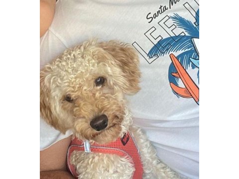 Orijinal toy poodle