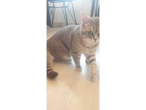 Erkek kedimiz ilanda