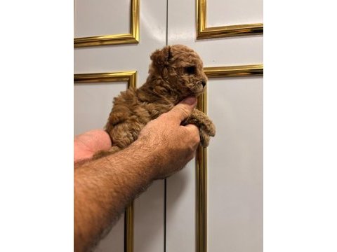 Toy poodle yavrularimiz