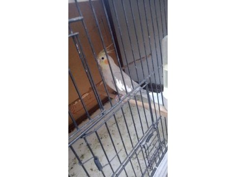 4 aylık sultan papağanı