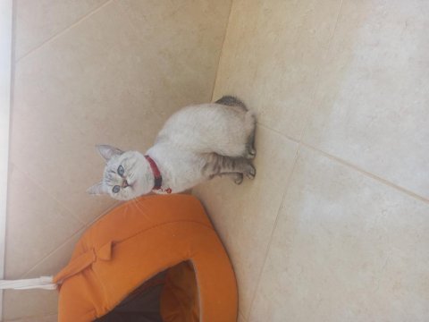 Scottish fold kedimizi sahiplendirmek