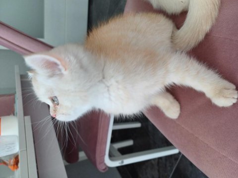 Bir adet 2 buçuk aylık exotic shorthair dişi