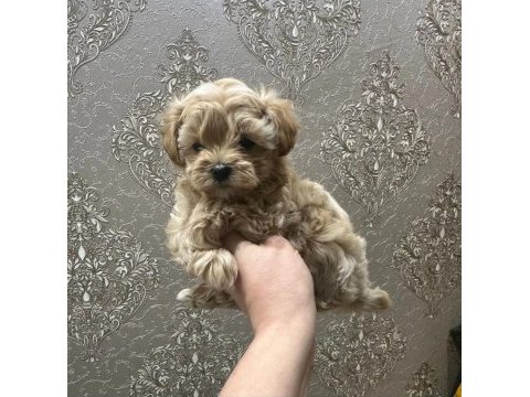 Kore maltipoo yavrular