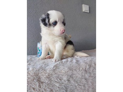 Border collie merle yavrularımız