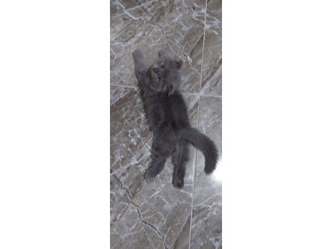 6 scottish fold yavru