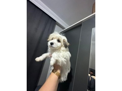 Morkie yavrum 2bucuk aylık