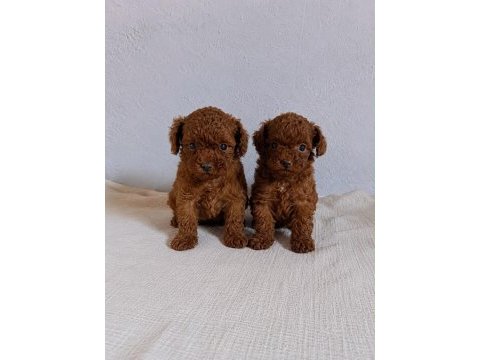 2 aylık kore toy poodle