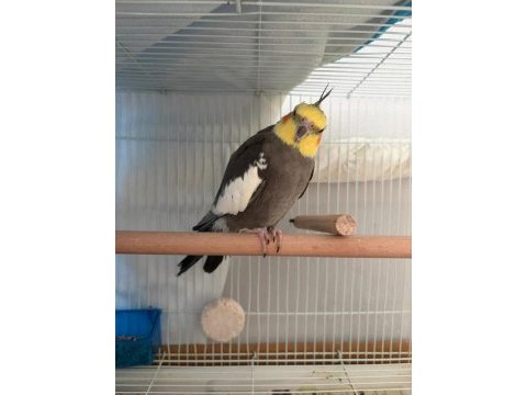 Evcil konuşan 2 yaşında sultan papağanı erkek