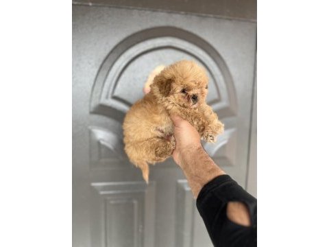 Maltipoo cinsi yavrumuz