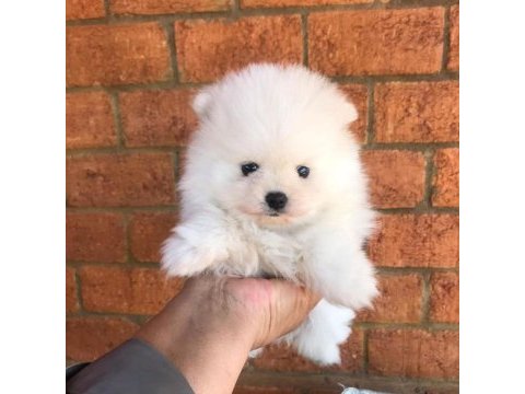 Dünya tatlısı pomeranian yavruları