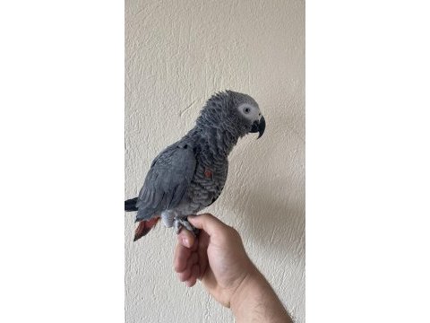 Oyun hamuru gibi konuşan yavru jako papağanımız