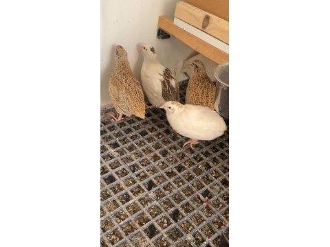 11 adet dişi erkek karışık bıldırcın