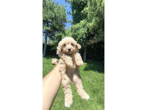 Maltipoo yavrular