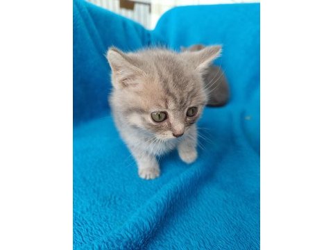 Erkek 2 aylık british shorthair