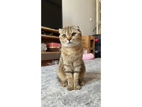 Kırık kulak scottish fold kızımıza yuva