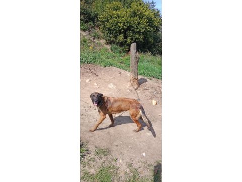 Belçika malinois köpeğimiz 4 yaşında