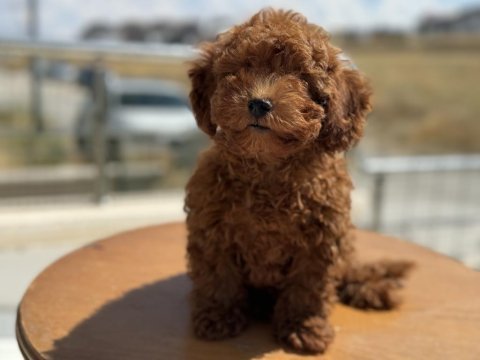 Petmode köpek çiftliğinde ziyarete açık toy poodle