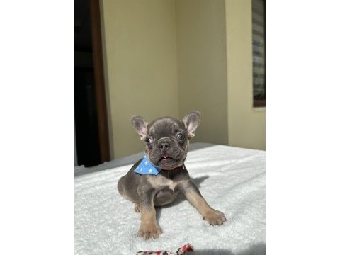 French bulldog ( ırk garantili )