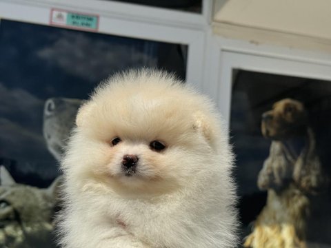 En güzel karbeyaz pomeranian boo yavrularımız