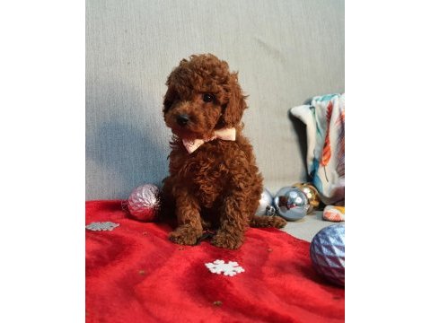 Irk ve sağlık garantili orijinal anne altından poodle