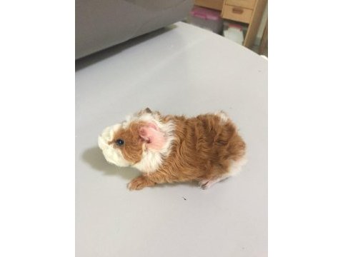 Guineapig yavrular aynı gün set halinde teslim edilir