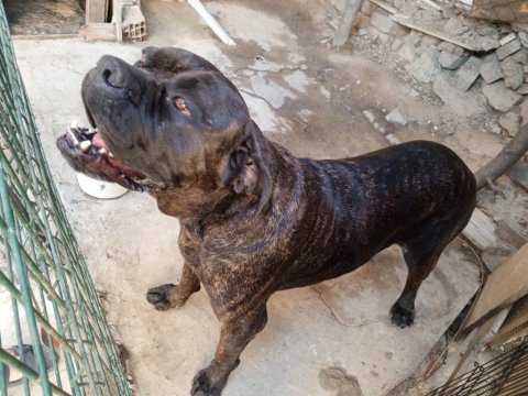 Dişi cane corso