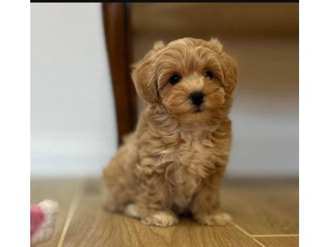 Gerçek teacup maltipoo isteyenler ulaşsın