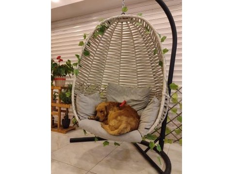 Erkek golden retriever bebeğime yuva arıyorum