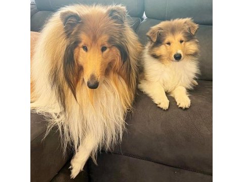 Rough collie ( lessie ) yavruları