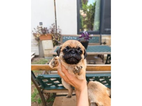Adana safkan pug sahibini arıyor son 3 yavru