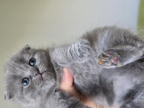 Süper kalite scottish fold yavrular