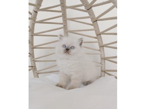 Safkan eşsiz güzellikte british longhair yavrularım
