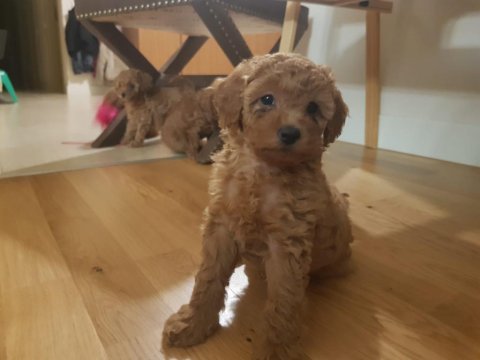 Ankaranın en seçkin minyatür poodle yavruları