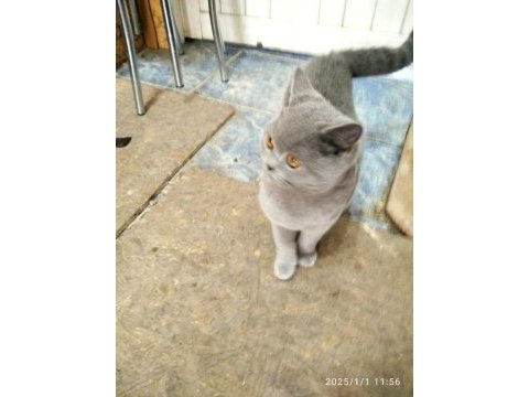 British shorthair erkek yavru