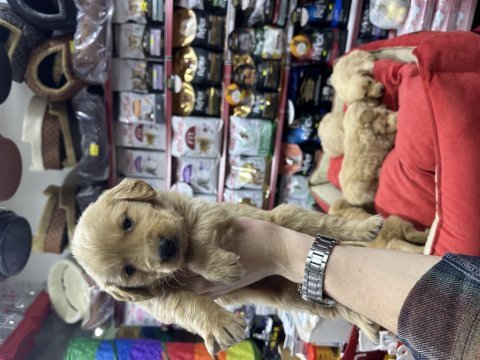 Golden retriever bebekler