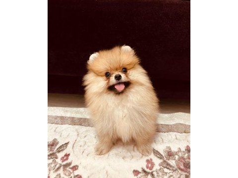 Irk ve kg garantili pomeranian boo yavrumuz