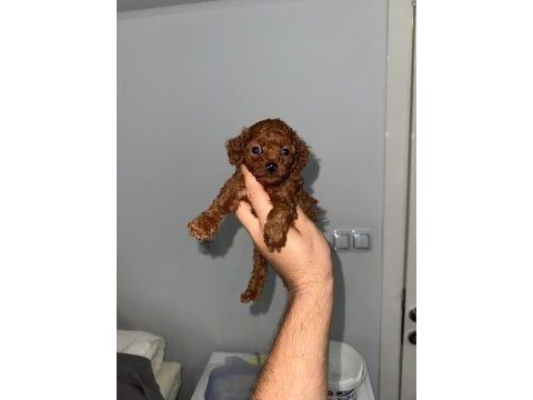 Korkan dark brown poodle bebekler