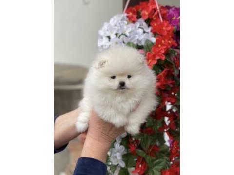 Pomeranian boo köpeği
