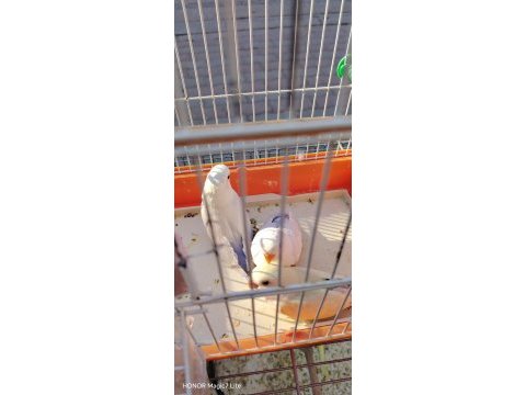 Bebek sevda papağanı