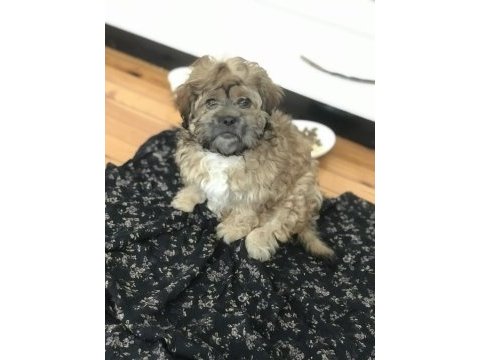 Yorkshire terrier 0 numara