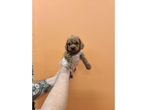 Irk garantili mükemmel toy poodle yavrular