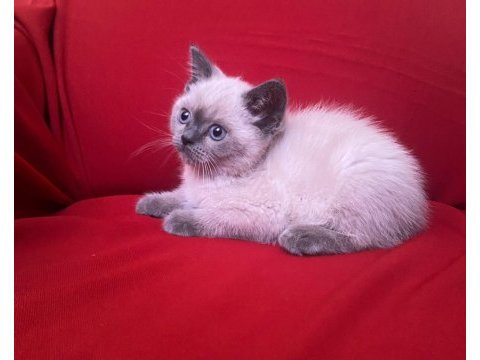 Blue point british shorthair bebekler