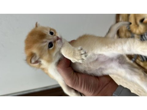 British shorthair ny 12 dişi full şecereli