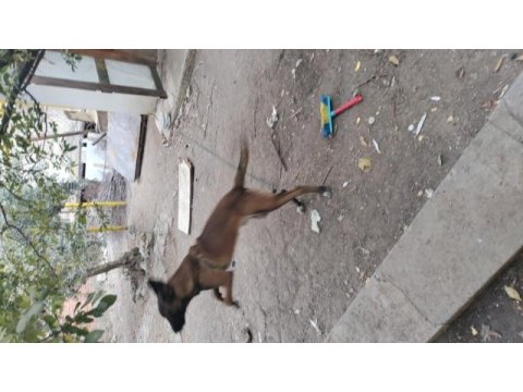Sahibinden sahiplendirilecek köpekler
