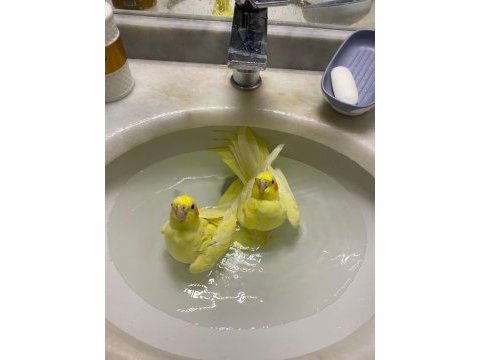 2 adet dişi (albino) sultan papağanı