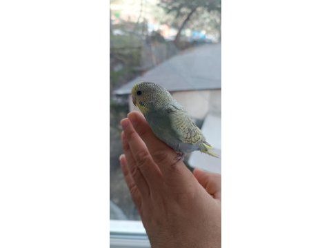 Yeni yeme düşmüş muhabbet kuşu yavrular