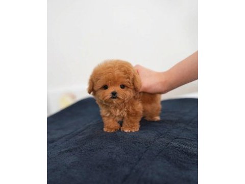 Eşsiz güzellikte maltipoo yavrusu 