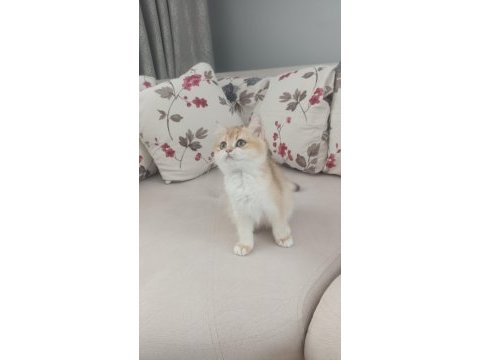Çok güzel golden dişi british shorthair