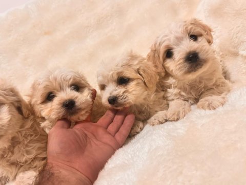 Maltipoo yavrularım yeni yuvalarını bekliyor
