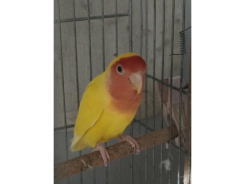 Hazır takım sevda papağanı